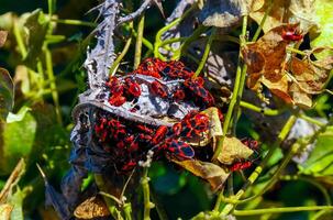 The firebug Pyrrhocoris apterus, accumulation of bugs on wild vegetation photo