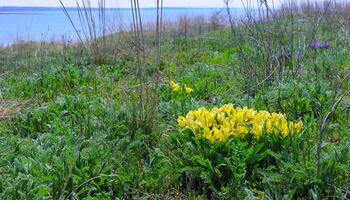 Yellow flowers, Endangered steppe plant pygmy iris or dwarf iris Iris pumila, Red Book of Ukraine photo