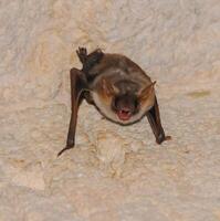 A bat rests upside down during the day in the catacombs of eastern Crimea photo
