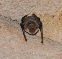 A bat rests upside down during the day in the catacombs of eastern Crimea photo