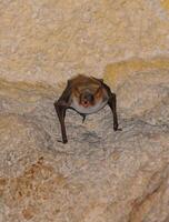 A bat rests upside down during the day in the catacombs of eastern Crimea photo