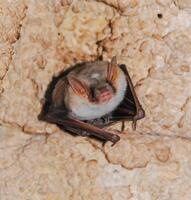A bat rests upside down during the day in the catacombs of eastern Crimea photo