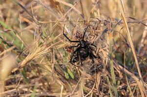 European black widow Latrodectus tredecimguttatus, a spider sits in the grass in its nest with killed insects photo