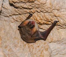 A bat rests upside down during the day in the catacombs of eastern Crimea photo
