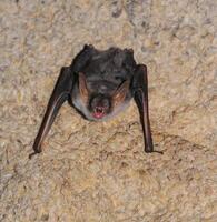 A bat rests upside down during the day in the catacombs of eastern Crimea photo