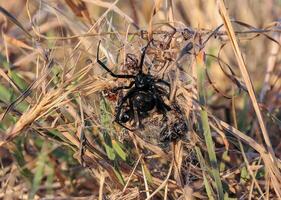 European black widow Latrodectus tredecimguttatus, a spider sits in the grass in its nest with killed insects photo