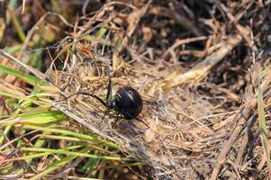 European black widow Latrodectus tredecimguttatus, a spider sits in the grass in its nest photo
