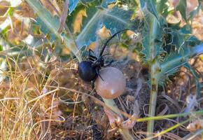 European black widow Latrodectus tredecimguttatus, A female spider sits in her nest with a cocoon of eggs photo