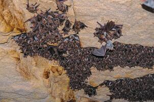 A large colony of bats resting during the day in the catacombs of eastern Crimea photo