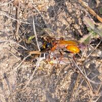 Great golden digger Sphex ichneumoneus, A wasp paralyzes a grasshopper and drags it into a hole dug in the sand photo