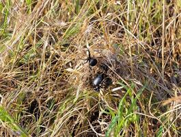 European black widow Latrodectus tredecimguttatus, A female spider in her nest with killed insects, a beetle photo