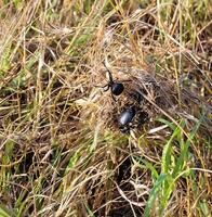 European black widow Latrodectus tredecimguttatus, A female spider in her nest with killed insects, a beetle photo
