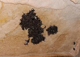 A colony of bats resting on the ceiling in the catacombs of the eastern Crimea during the day photo