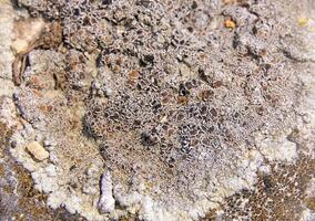 Yellow and gray lichens on coastal rocks and stones in eastern Crimea photo