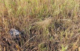 European black widow Latrodectus tredecimguttatus. A spider's nest in the grass, the grass is tied with a web in a cone photo