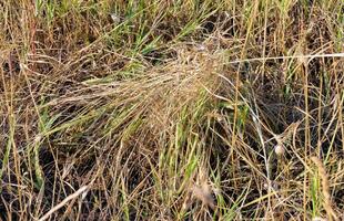 European black widow Latrodectus tredecimguttatus. A spider's nest in the grass, the grass is tied with a web in a cone photo