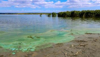 Blue-green algae Microcystis aeruginosa blooms in Yalpug lake, Ukraine photo
