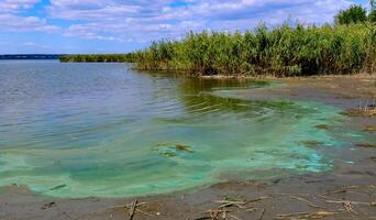 Blue-green algae Microcystis aeruginosa blooms in Yalpug lake, Ukraine photo