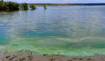 Blue-green algae Microcystis aeruginosa blooms in Yalpug lake, Ukraine photo