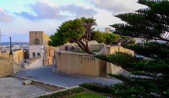 GOZO, MALTA - SEPTEMBER 14, 2012 coniferous trees in the interior of courtyards near the citadel and fortress on the island of Gozo, Malta photo