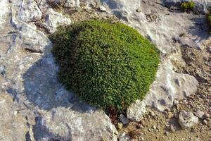 Cushion plants on eroded windswept coastal cliffs of Gozo Island, Malta photo
