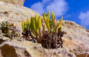 Rock samphire, sea fennel Crithmum maritimum, Wild succulent plants on the eroded rocks of the shore of Gozo island, Malta photo