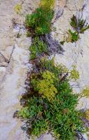 Rock samphire, sea fennel Crithmum maritimum, Wild succulent plants on the eroded rocks of the shore of Gozo island, Malta photo