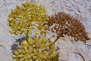 Rock samphire, sea fennel Crithmum maritimum, Wild succulent plants on the eroded rocks of the shore of Gozo island, Malta photo