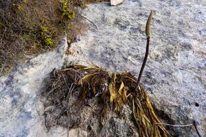Sea Squill, White Squill Drimia pancration, bulbous plant on coastal stones and rocks in Gozo island, Malta photo