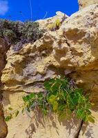 The caper bush, Flinders rose Capparis spinosa, oblong green fruit on the rocks of Gozo island, Malta photo