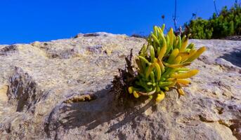 Rock samphire, sea fennel Crithmum maritimum, Wild succulent plants on the eroded rocks of the shore of Gozo island, Malta photo
