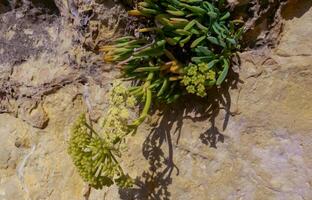 Rock samphire, sea fennel Crithmum maritimum, Wild succulent plants on the eroded rocks of the shore of Gozo island, Malta photo