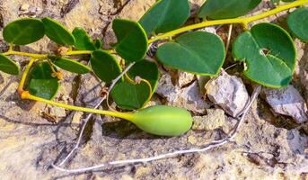 The caper bush, Flinders rose Capparis spinosa, oblong green fruit on the rocks of Gozo island, Malta photo