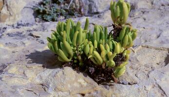 Wild succulent plants on the eroded rocks of the shore of Gozo island, Malta photo