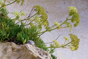 Rock samphire, sea fennel Crithmum maritimum, Wild succulent plants on the eroded rocks of the shore of Gozo island, Malta photo