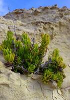 Rock samphire, sea fennel Crithmum maritimum, Wild succulent plants on the eroded rocks of the shore of Gozo island, Malta photo