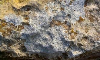 Colored lichens on eroded coastal cliffs of Gozo island, Malta photo