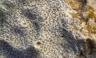 Colored lichens on eroded coastal cliffs of Gozo island, Malta photo