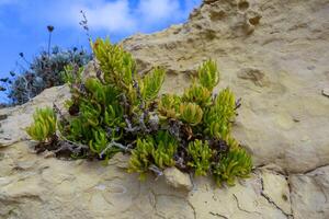 Rock samphire, sea fennel Crithmum maritimum, Wild succulent plants on the eroded rocks of the shore of Gozo island, Malta photo