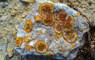 Colored lichens on eroded coastal cliffs of Gozo island, Malta photo
