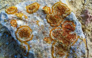 Colored lichens on eroded coastal cliffs of Gozo island, Malta photo