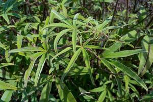 Chaste tree Vitex agnus-castus, chasteberry, Abraham's balm, green leaves, Malta, Gozo photo