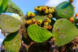 Opuntia ficus-indica, cacti with red edible fruits growing on the island of Gozo among the ancient ruins, Malta photo