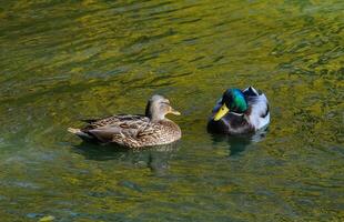 The female mallard or wild duck Anas platyrhynchos swims in green water photo