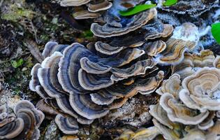 Polyporaceae lignicole, tree mushrooms on a rotten stump in the forest photo