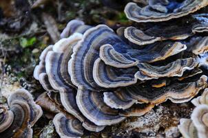 Polyporaceae lignicole, tree mushrooms on a rotten stump in the forest photo