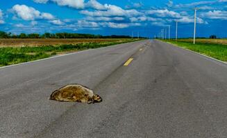 Dead raccoon hit by a car on the road in Tennessee, US photo