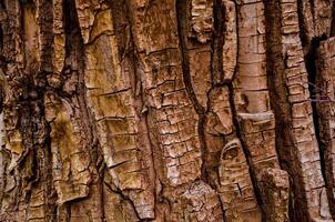 Pattern on the bark of a large tree, Utah US photo
