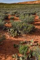 Cacti, Yuccas and various desert plants against the background of an erosional landscape in spring. Colorado photo