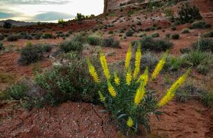 Cacti, Yuccas and various desert plants against the background of an erosional landscape in spring. Colorado photo